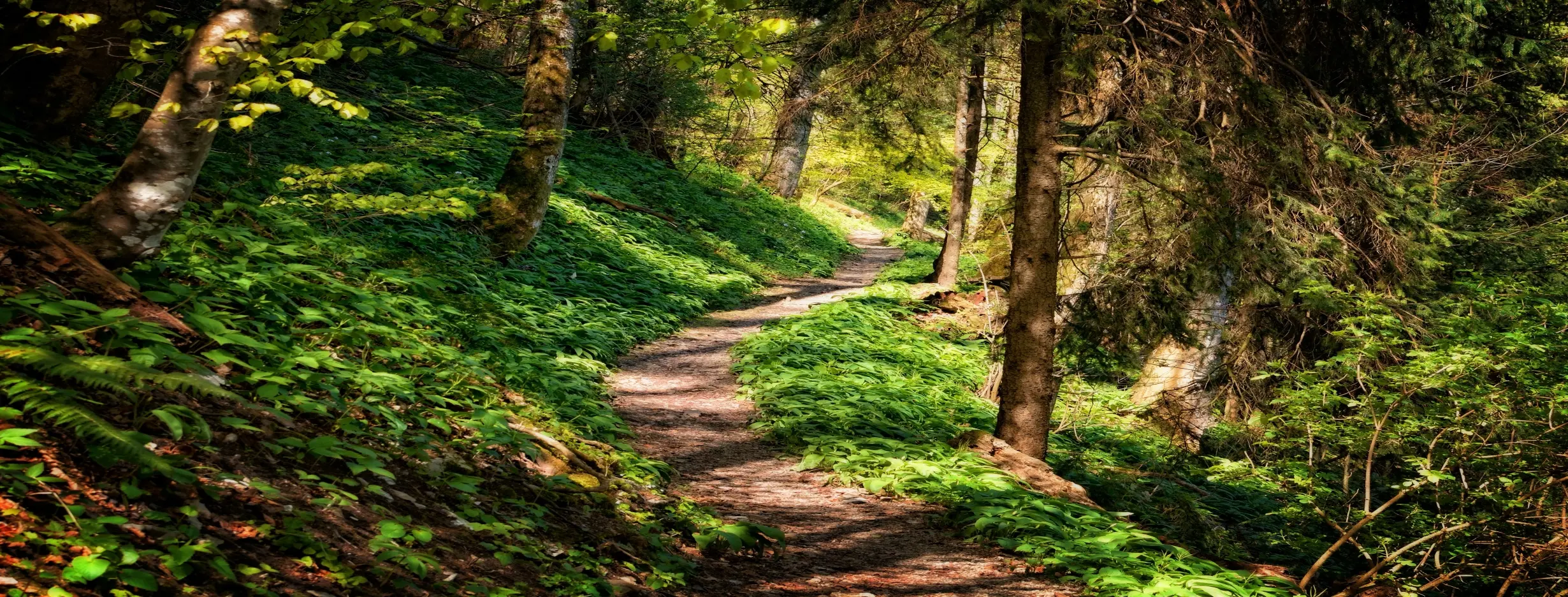 Image for Arbor Hills Preserve